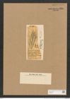 Schizonema lacinatum Harv. (de-Toni-Nr.: Genus 20, Species 1185) Zeichnungen Sammlung Grunow Nr. 2284 (NHMW-BOT-W0369404)